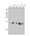 CDGSH Iron Sulfur Domain 1 antibody, A04360-2, Boster Biological Technology, Western Blot image 