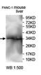 Akirin-2 antibody, orb78098, Biorbyt, Western Blot image 