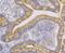 Sterol 26-hydroxylase, mitochondrial antibody, NBP2-76827, Novus Biologicals, Immunohistochemistry frozen image 