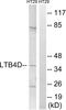 Prostaglandin Reductase 1 antibody, abx014639, Abbexa, Western Blot image 