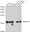 Histone H3 antibody, 18-617, ProSci, Western Blot image 