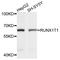 RUNX1 Partner Transcriptional Co-Repressor 1 antibody, abx126503, Abbexa, Western Blot image 