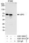 Ubiquitin carboxyl-terminal hydrolase 3 antibody, A301-541A, Bethyl Labs, Immunoprecipitation image 