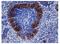 Sialoadhesin antibody, AM05902PU-N, Origene, Immunohistochemistry frozen image 
