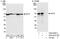 Anaphase Promoting Complex Subunit 7 antibody, A302-551A, Bethyl Labs, Immunoprecipitation image 