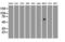 Premelanosome Protein antibody, LS-C114506, Lifespan Biosciences, Western Blot image 