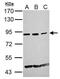 Histone acetyltransferase KAT2A antibody, PA5-30041, Invitrogen Antibodies, Western Blot image 