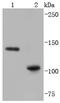 Inositol Polyphosphate-5-Phosphatase D antibody, NBP2-67387, Novus Biologicals, Western Blot image 