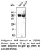 Insulin Receptor antibody, AB0162-100, SICGEN, Western Blot image 