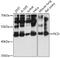 FIC Domain Containing antibody, 15-186, ProSci, Western Blot image 