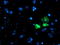 AP2M1 antibody, TA503019, Origene, Immunofluorescence image 