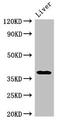 Protein Kinase AMP-Activated Non-Catalytic Subunit Gamma 1 antibody, CSB-PA01149A0Rb, Cusabio, Western Blot image 