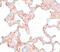 Protein kinase domain-containing protein, cytoplasmic antibody, 5561, ProSci, Immunohistochemistry frozen image 