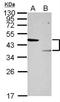 STE20-related kinase adapter protein alpha antibody, NBP2-17187, Novus Biologicals, Western Blot image 