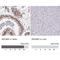 Zinc Finger Protein 280C antibody, NBP2-33618, Novus Biologicals, Immunohistochemistry paraffin image 