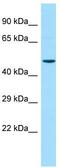 COBW Domain Containing 2 antibody, TA331603, Origene, Western Blot image 