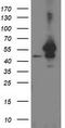 ADP-ribosylation factor GTPase-activating protein 1 antibody, TA502531, Origene, Western Blot image 