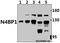 NEDD4 Binding Protein 1 antibody, A12575Y415, Boster Biological Technology, Western Blot image 