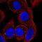 Cytochrome P450 Family 27 Subfamily C Member 1 antibody, HPA068731, Atlas Antibodies, Immunofluorescence image 