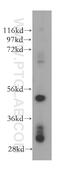 FLP-1 antibody, 17551-1-AP, Proteintech Group, Western Blot image 