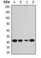 Selenophosphate Synthetase 1 antibody, orb341089, Biorbyt, Western Blot image 