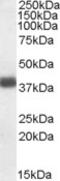 Apolipoprotein L2 antibody, MBS422101, MyBioSource, Western Blot image 