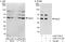 Pygopus homolog 2 antibody, A302-730A, Bethyl Labs, Western Blot image 