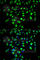 CD86 antibody, A1199, ABclonal Technology, Immunofluorescence image 