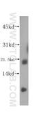 Spermidine/Spermine N1-Acetyltransferase Family Member 2 antibody, 16246-1-AP, Proteintech Group, Western Blot image 