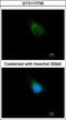 Amyloid Beta Precursor Protein Binding Protein 2 antibody, GTX117735, GeneTex, Immunofluorescence image 