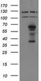Sentrin-specific protease 2 antibody, TA800132, Origene, Western Blot image 