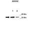 Annexin A2 antibody, NBP1-59124, Novus Biologicals, Western Blot image 