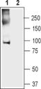 Anoctamin-5 antibody, PA5-77375, Invitrogen Antibodies, Western Blot image 