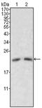 Apolipoprotein M antibody, AM06157PU-N, Origene, Western Blot image 