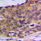 Phospholipase A2 Group IVA antibody, LS-C354050, Lifespan Biosciences, Immunohistochemistry frozen image 