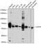Inactive ubiquitin-specific peptidase 39 antibody, GTX64959, GeneTex, Western Blot image 