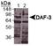 Protein DAF-3, isoform c antibody, PA1-16925, Invitrogen Antibodies, Western Blot image 
