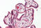 RILP-like protein 2 antibody, MBS248751, MyBioSource, Immunohistochemistry frozen image 
