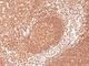 CD45 antibody, NBP2-44857, Novus Biologicals, Immunohistochemistry frozen image 