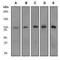 Amyloid Beta Precursor Protein Binding Family B Member 1 Interacting Protein antibody, GTX62255, GeneTex, Western Blot image 
