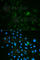 CD79b Molecule antibody, A2033, ABclonal Technology, Immunofluorescence image 