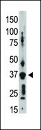 Gap Junction Protein Delta 2 antibody, LS-C97741, Lifespan Biosciences, Western Blot image 