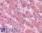 Serum amyloid A protein antibody, LS-B2208, Lifespan Biosciences, Immunohistochemistry frozen image 