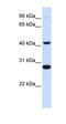 Cytochrome b-561 antibody, orb324979, Biorbyt, Western Blot image 