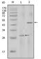 Interleukin 2 antibody, AM06310SU-N, Origene, Western Blot image 