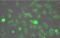 Lactate Dehydrogenase A antibody, orb344361, Biorbyt, Immunofluorescence image 