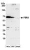 Probable fibrosin-1 long transcript protein antibody, A305-707A-M, Bethyl Labs, Western Blot image 