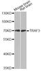 TNF Receptor Associated Factor 3 antibody, MBS125597, MyBioSource, Western Blot image 