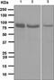 Signal Transducer And Activator Of Transcription 1 antibody, ab109320, Abcam, Western Blot image 