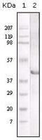 Neuraminidase antibody, GTX03687, GeneTex, Western Blot image 